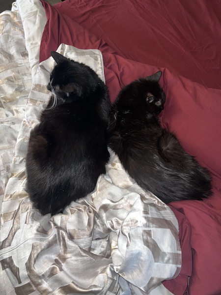 two black cats laying back-to-back on an unmade bed