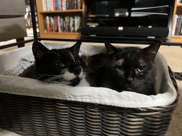 a black and white cat and a black cat peeking over the edge of a basket