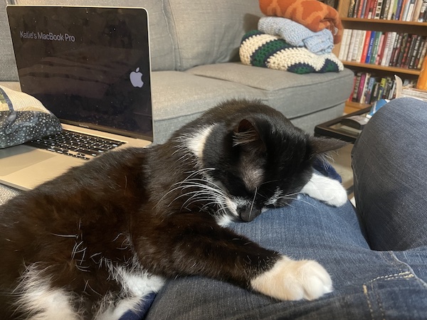 a black and white cat half-laying on a person's lap