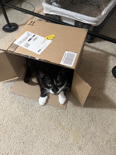 a black and white cat peeking out from an overturned Amazon box