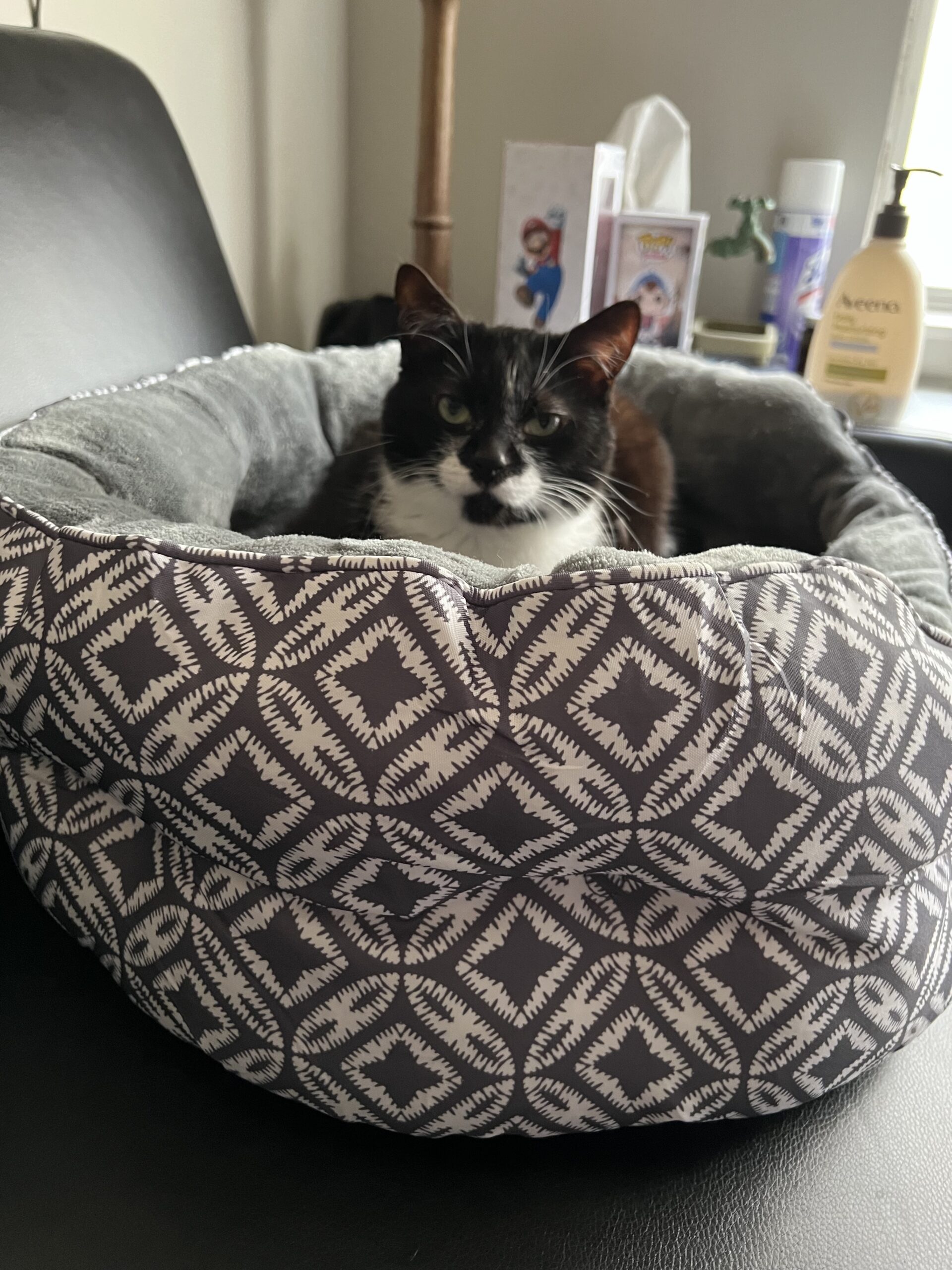 a black and white cat loafing in a large cat bed