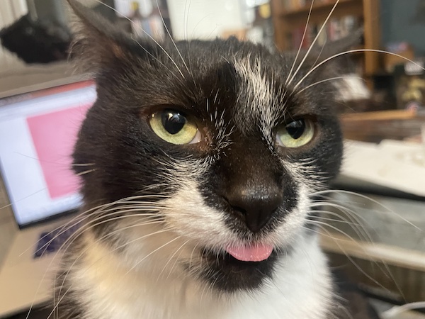 a closeup photo of a black and white cat sticking its tongue out