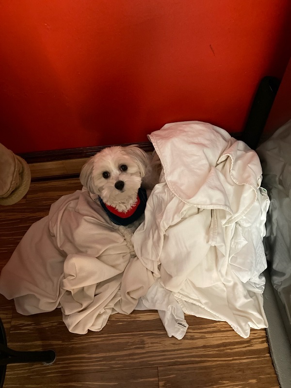A white Havanese in a red-and-blue sweater sits in the middle of a pile of sheets on the floor, staring at the camera with big round eyes.