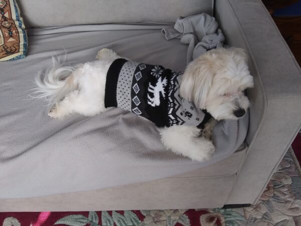 A white Havanese lies on a couch with her back legs splayed out to the sides. She is wearing a black, gray, and white sweater with a moose on it.
