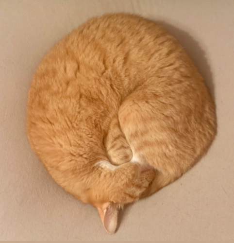 an orange cat curled up into a circle; photo by Liberty Hardy