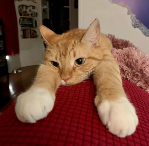 orange cat lying stretched out on the back of a red couch; photo by Liberty Hardy
