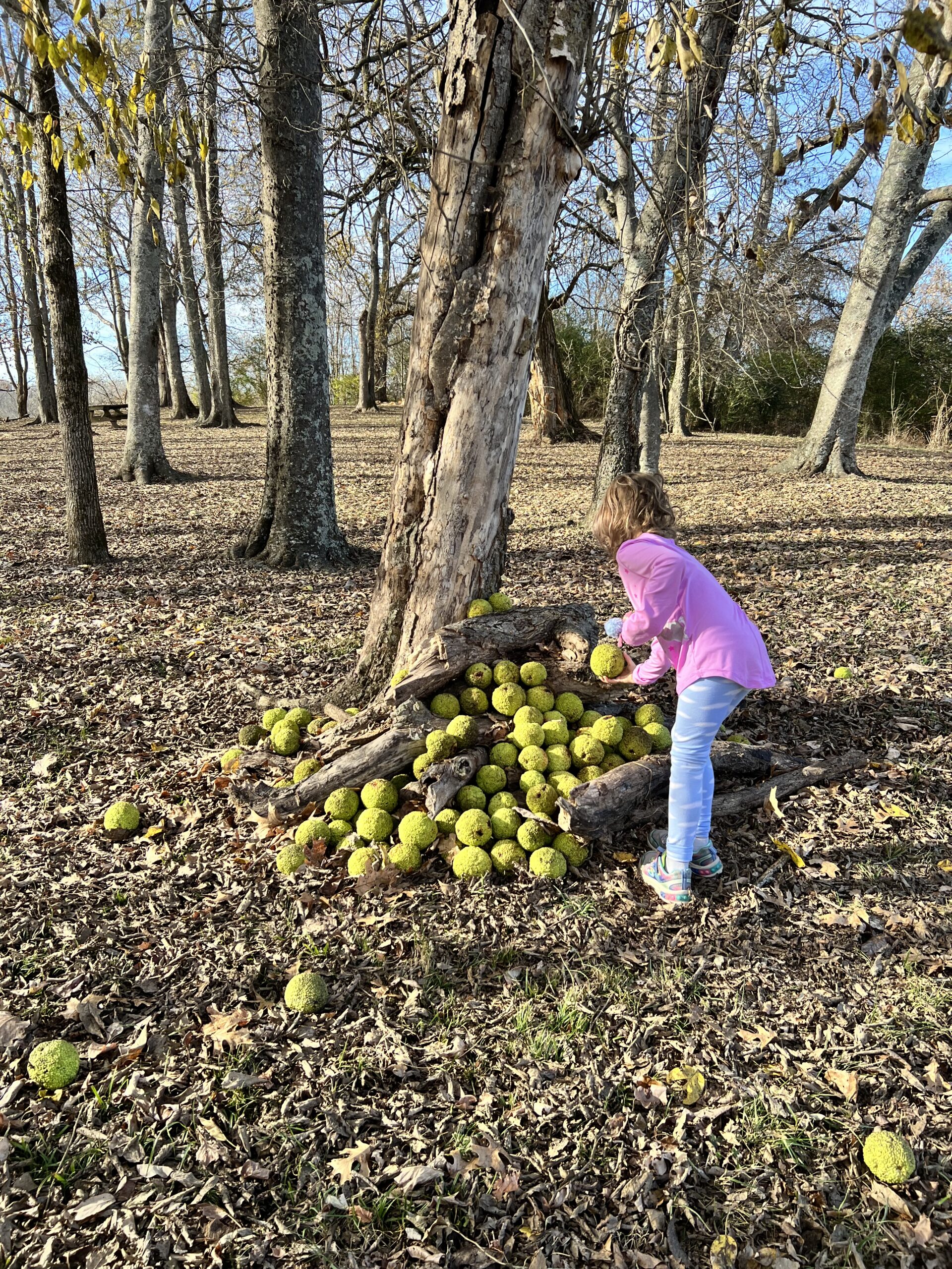 a photo of a child in a forest gathering osage orange pods