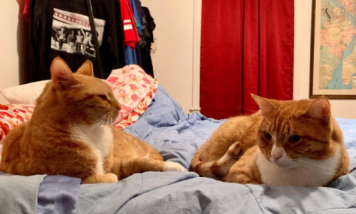 two orange cats on a blue blanket on a bed; photo by Liberty Hardy