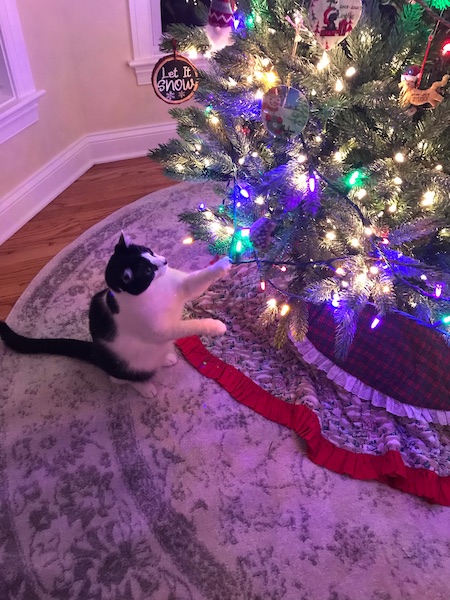 a black and white cat pawing at a lit Christmas tree