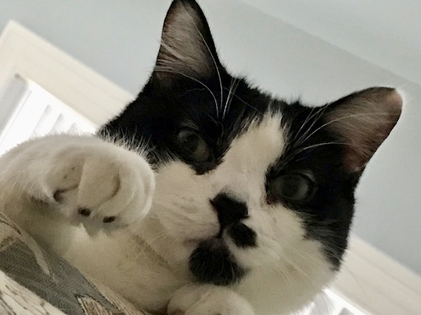 a black and white cat peering over the edge of a bed with its paw sticking out