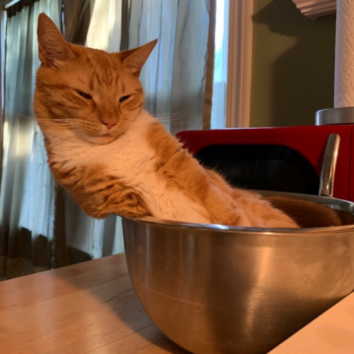 Orange cat leaning to the side inside a silver mixing bowl; photo by Liberty Hardy