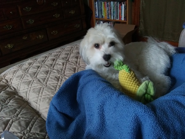 A white Havenese lies in a blanket-covered dog bed chewing on a toy shaped like an ear of corn