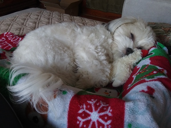 A white Havanese curled up in a dog bed with a Lamb Chop toy under her head. The bed is covered in a Christmas-themed blanket, and her eyes are half-closed.