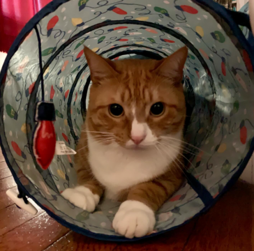 an orange cat inside a toy cat tunnel; photo by Liberty Hardy
