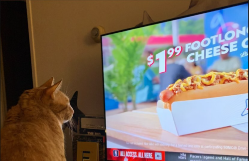 an orange cat staring at a hot dog commercial on the TV; photo by Liberty Hardy