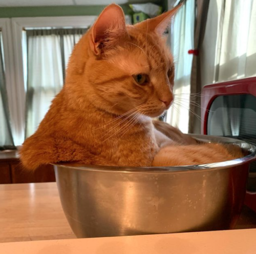 orange cat sitting in a silver mixing bowl; photo by Liberty Hardy