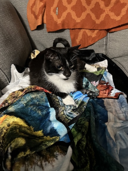 a black and white cat sitting on a colorful blanket