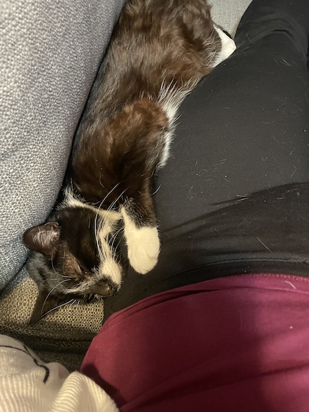 a black and white cat stretched out between a person's leg and the back of a couch