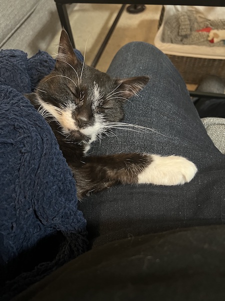a sleeping black and white cat wrapped in a dark blue blanket, with its paw stretched out on a person's leg