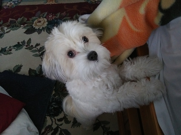 A white Havanese looks into the camera, her front paws balanced on the frame of an unmade bed
