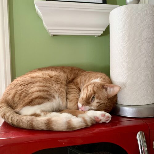 an orange cat on a red microwave giving the side eye