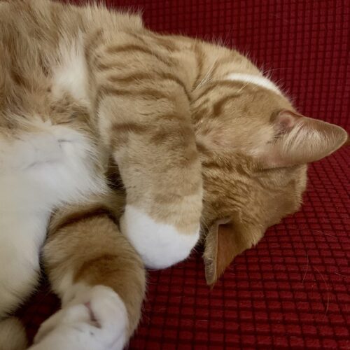 orange cat on a red couch with its paw over its face; photo by Liberty Hardy
