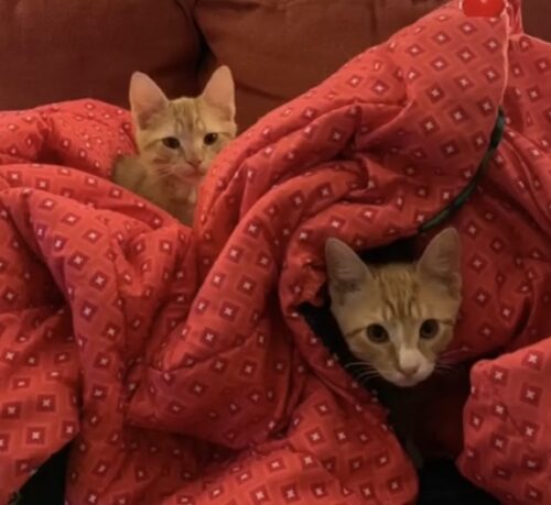 two orange kittens wrapped in a red blanket; photo by Liberty Hardy
