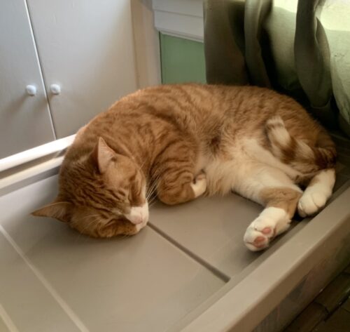 An orange tabby cat asleep on top of a gray storage bin; photo by Liberty Hardy