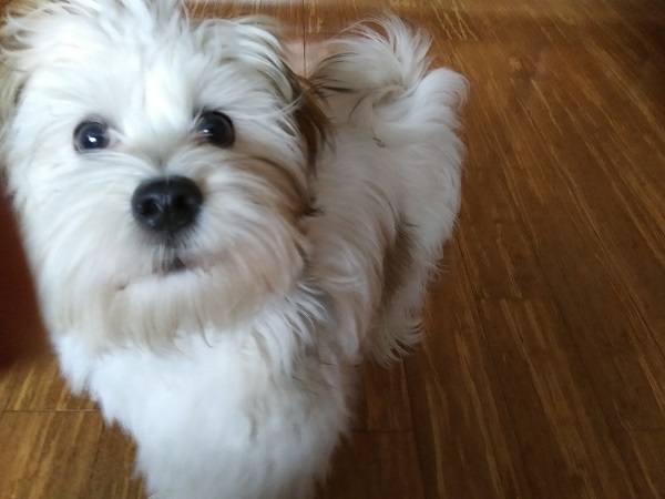 A white and brown Havanese stands on a bamboo floor, looking up slightly into the camera