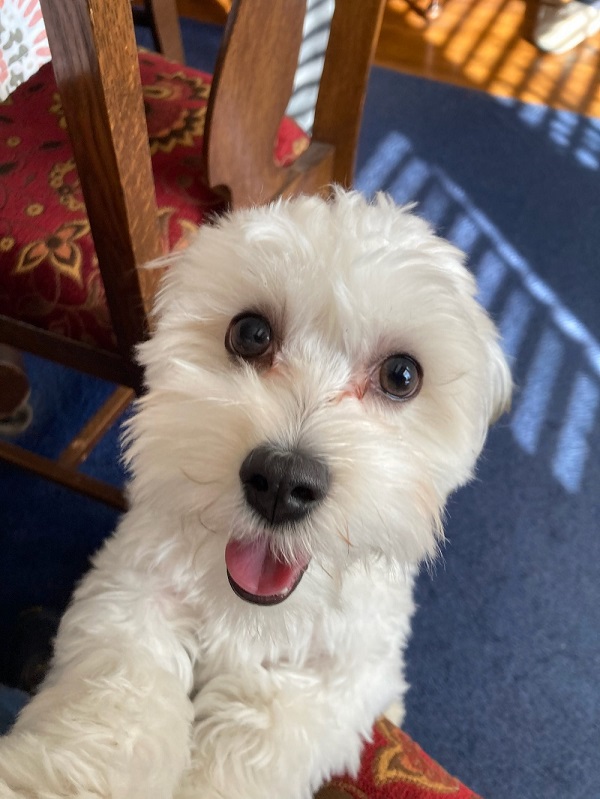 A white Havanese with her ears pulled so far back you can't see them looks up at the camera with an expression resembling an open-mouthed smile. Her front paws are on a chair and one of them looks like it's reaching for you.