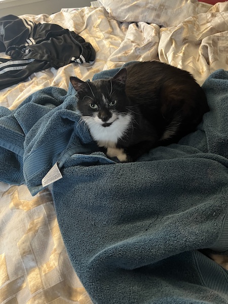 a black and white cat sitting on a freshly laundered blue towel