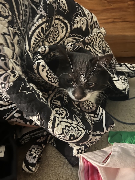 a black and white cat sticking its head out of a black and white patterned duffel bag