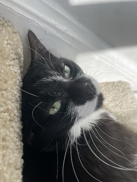 a black and white cat on a sunny staircase