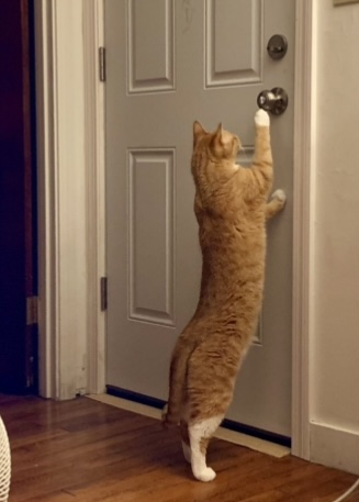 Orange cat standing on its back legs at a white door; photo by Liberty Hardy