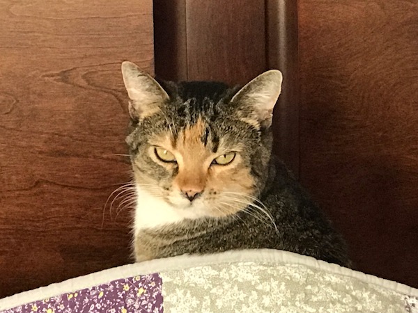 a tabby cat glaring at the camera