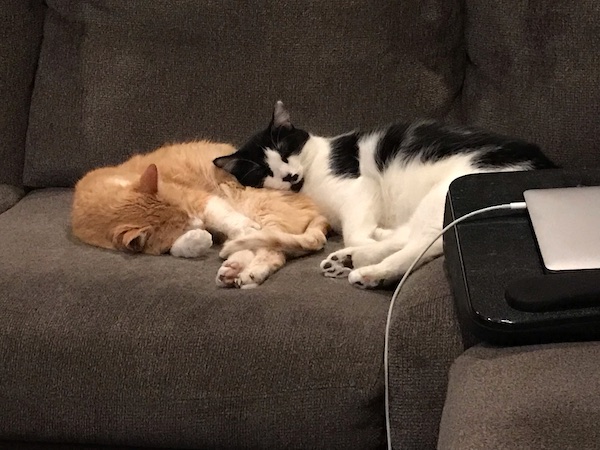 a black and white cat using an orange and white cat's butt as a pillow