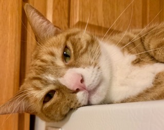 an orange cat lying on its side on the fridge; photo by Liberty Hardy