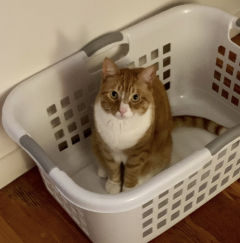 an orange cat sitting in a white laundry basket; photo by Liberty Hardy