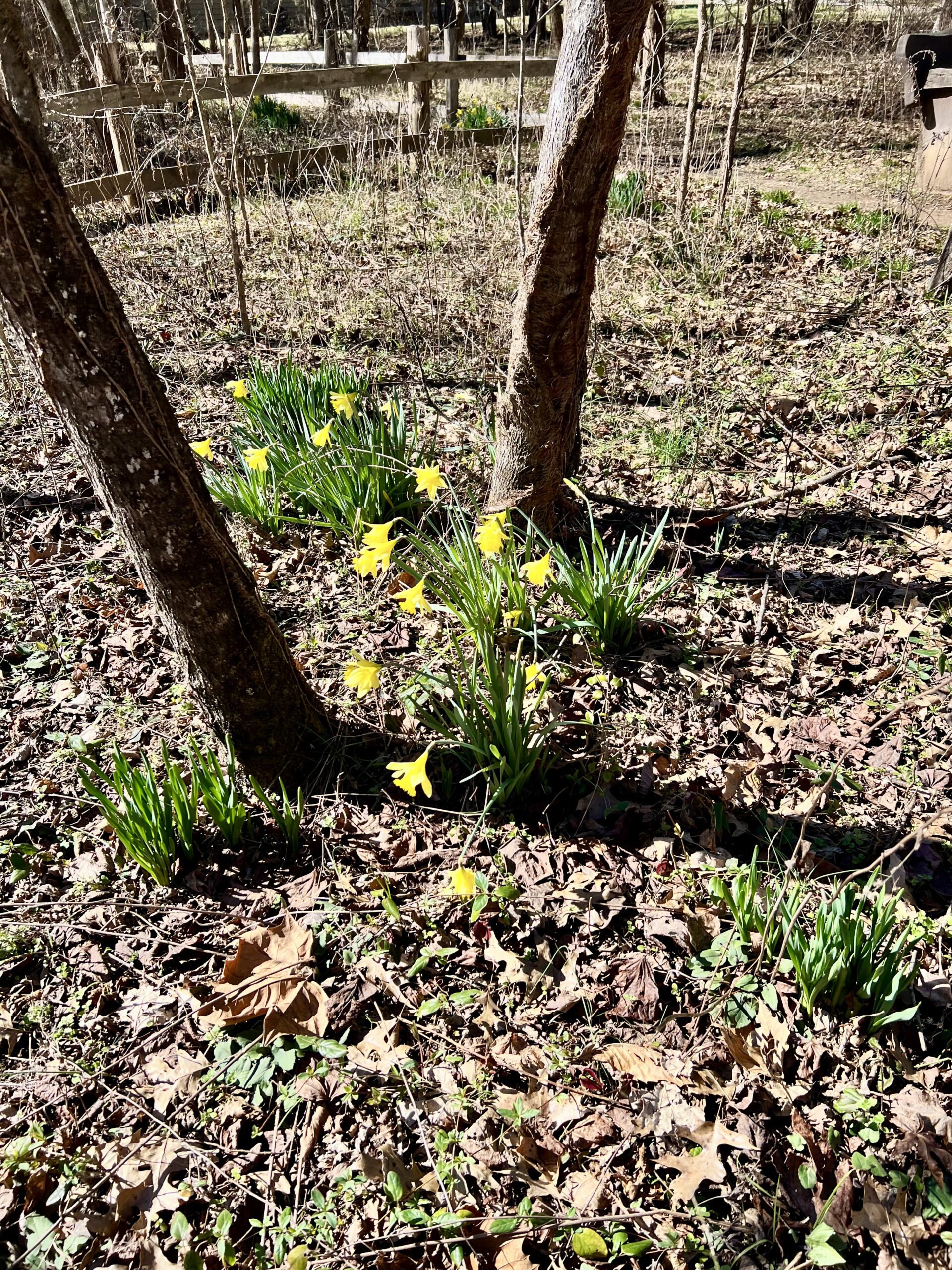 Daffodils, the kids are all right