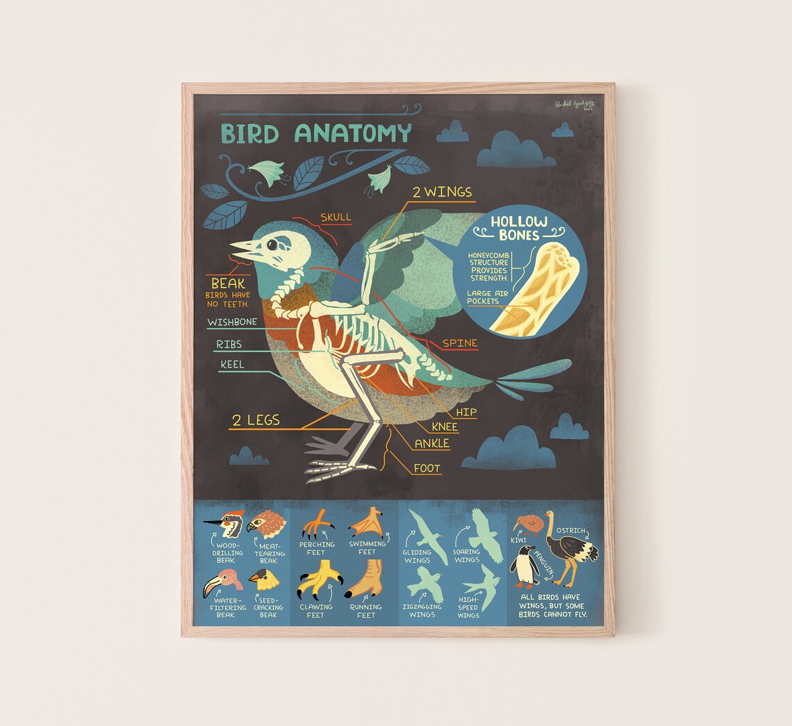 a poster showing bird anatomy in a cartoon illustration