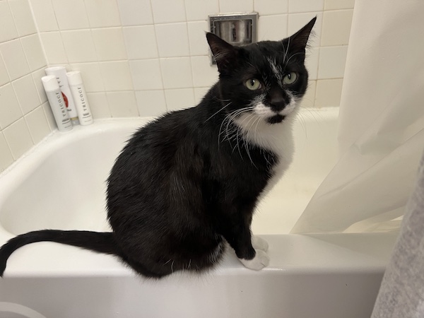 a black and white cat sitting on the edge of a bathtub