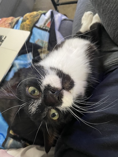 a black and white cat sitting next to a person with its head tilted back towards the camera