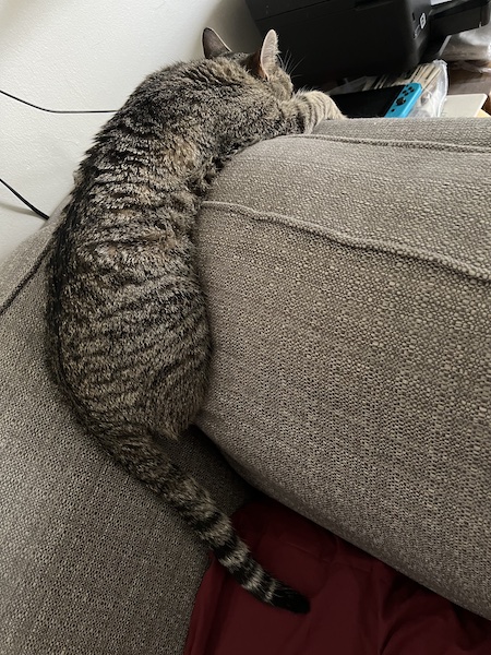 a brown tabby cat draped/slumped over the back of a couch