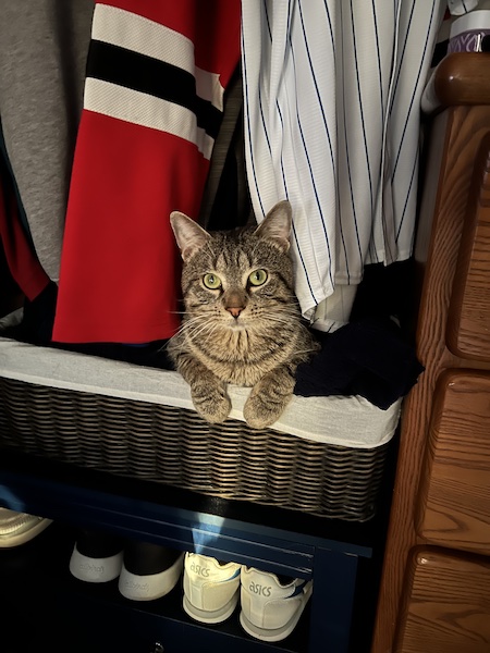 a brown tabby cat sitting near the edge of a basket