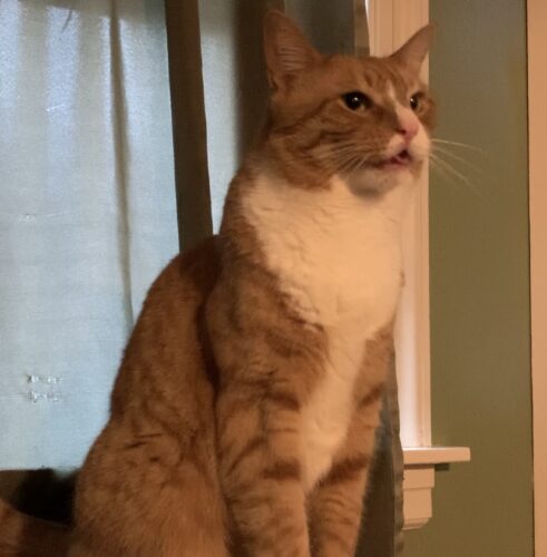 an orange cat with its mouth partially open so you can see its tongue; photo by Liberty Hardy