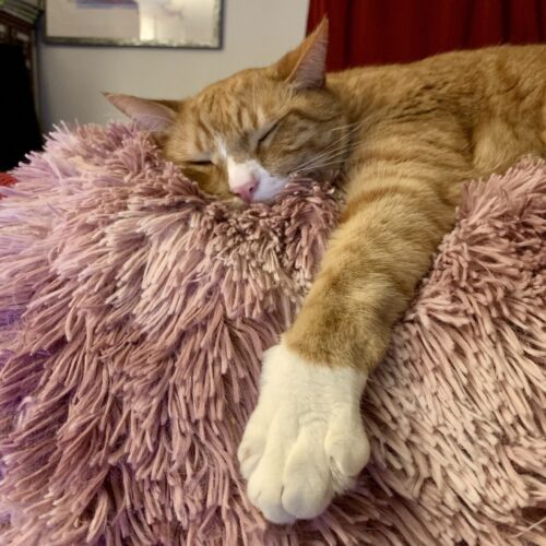 an orange tabby with white paws lying on a fuzzy pale pink blanket; photo by Liberty Hardy