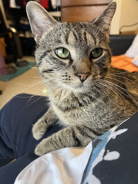 a brown tabby cat sitting in a person's lap