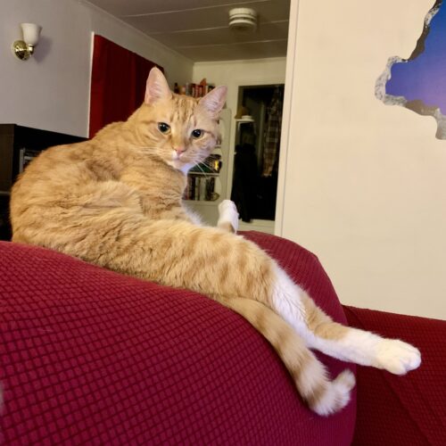 orange cat on the back of a red couch, sitting like a person with one long leg stuck straight out; photo by Liberty Hardy