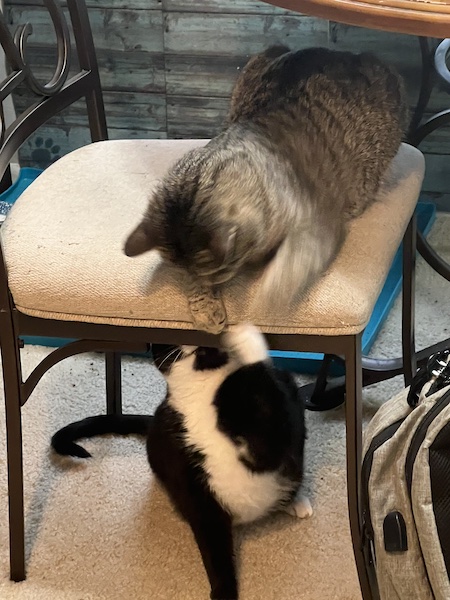 a brown tabby cat sitting on a chair while a black and white cat sits under the chair and swipes at the tabby cat