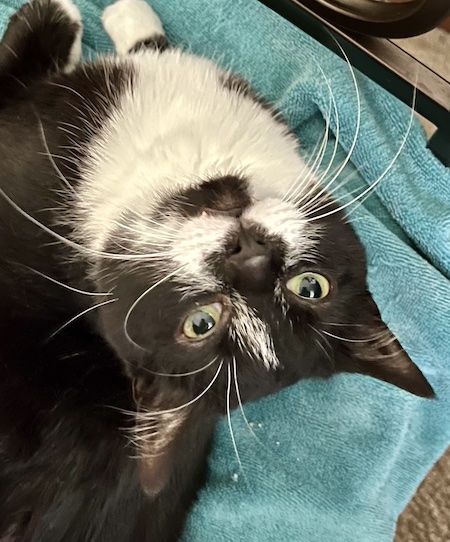 a black and white cat looking upside down at the camera